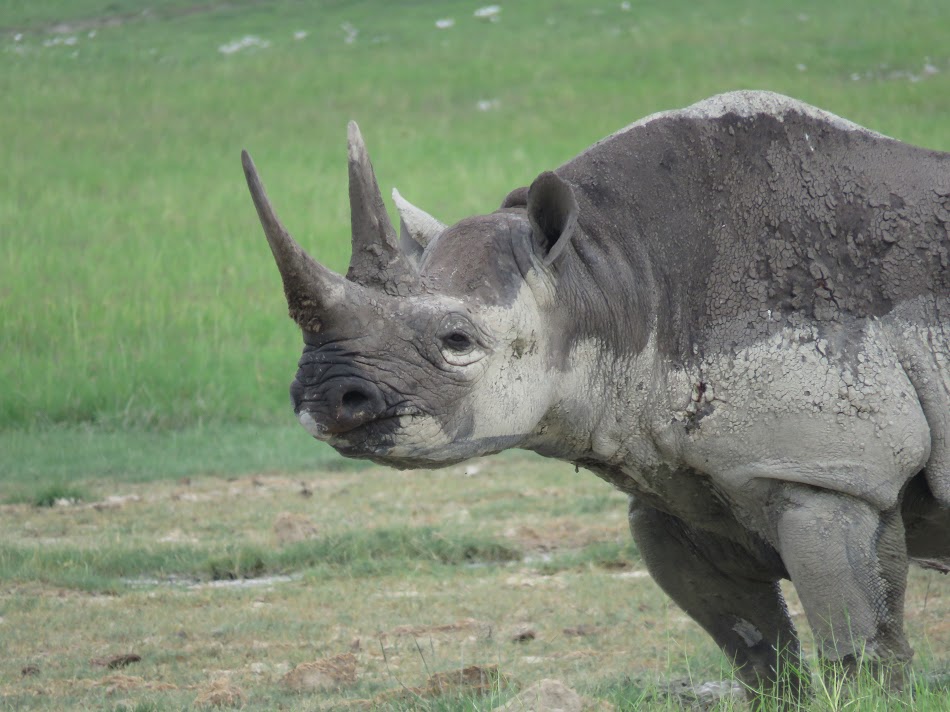 The black rhino is listed as Critically Endangered on The IUCN Red List of Threatened Species™.