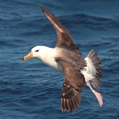 Campbell Island Albatross (Thalassarche impavida)