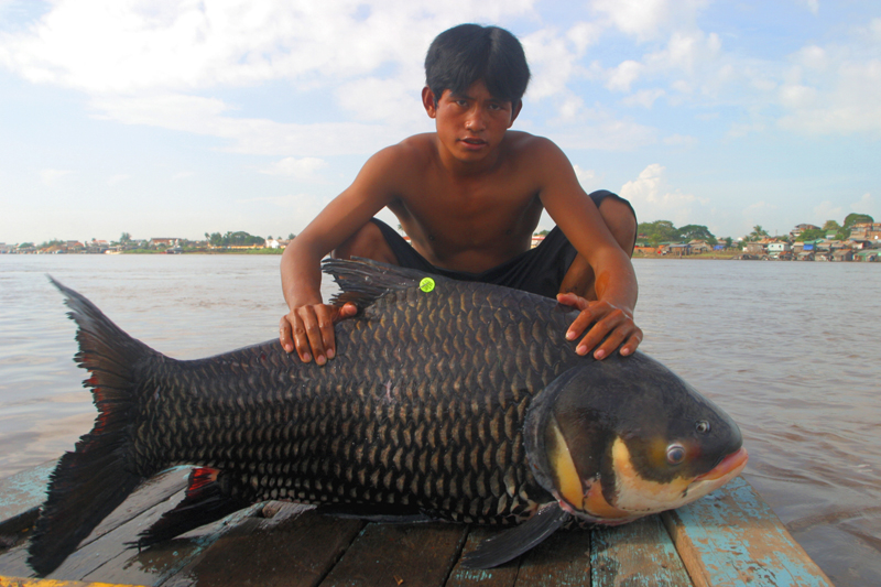 The Critically Endangered Giant Carp (Catlocarpio siamensis) is one of the largest fishes in Indo-Burma