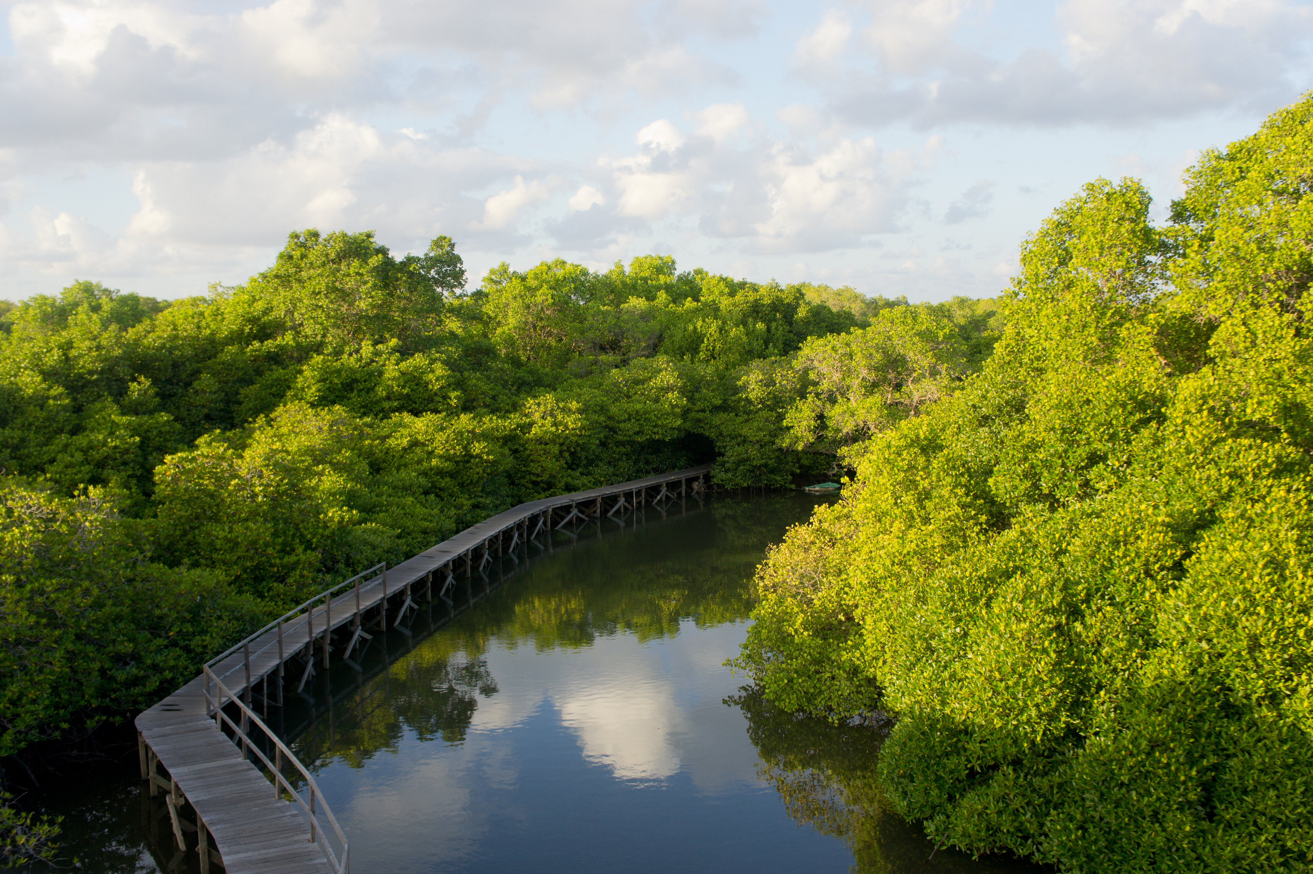 Mangrove and boardwalk