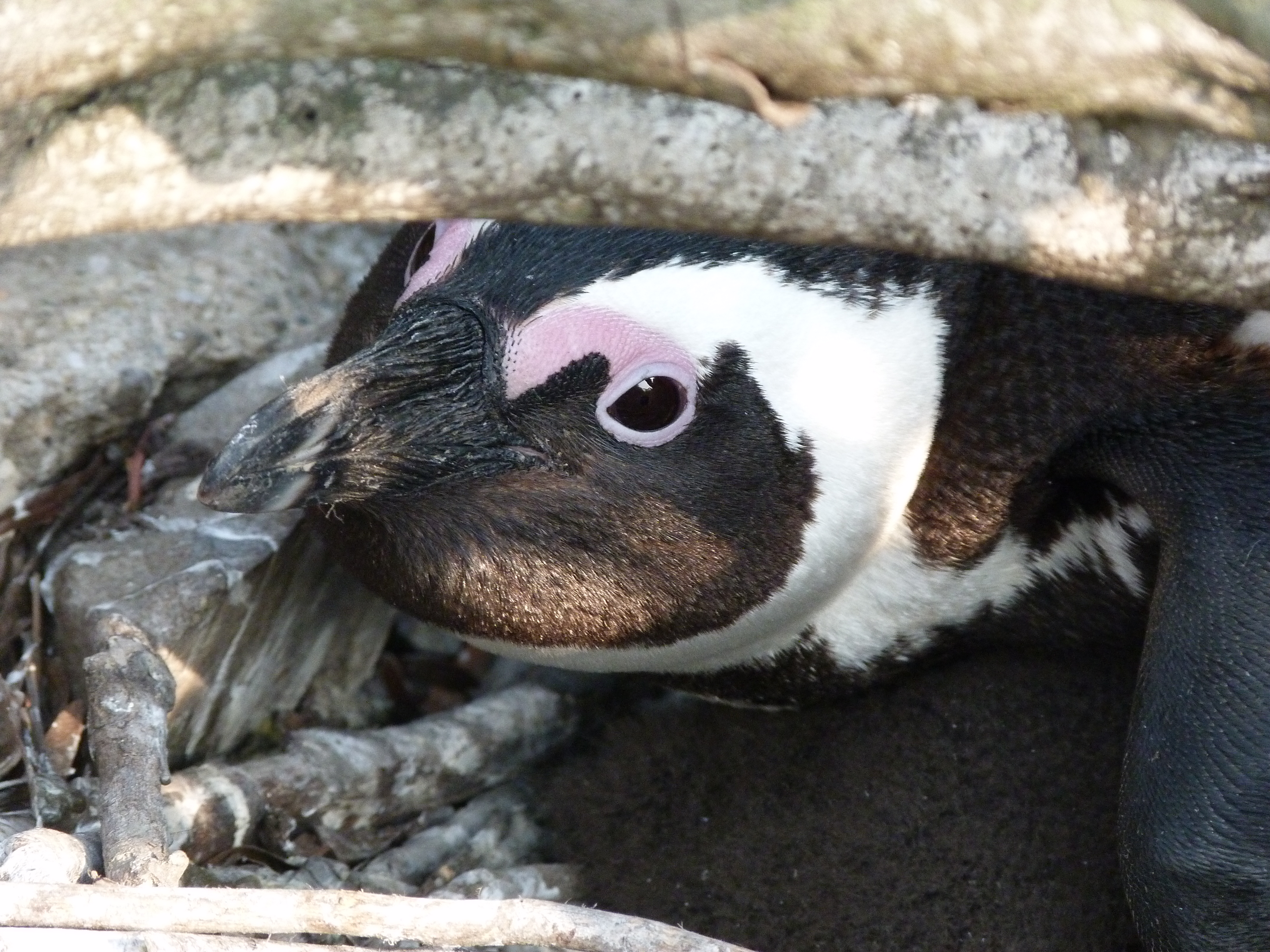 Penguin close-up
