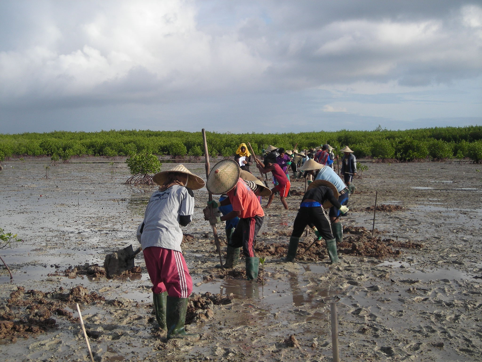 Community mangrove restoration