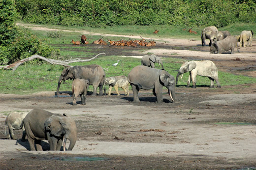 Eléphants et bongos dans le Bail de Dzanga Sangha