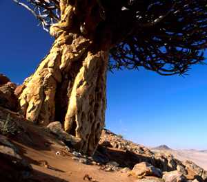 Quiver tree in southern Africa