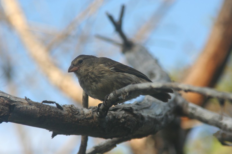 First Mangrove Finch chick of the 2012 season