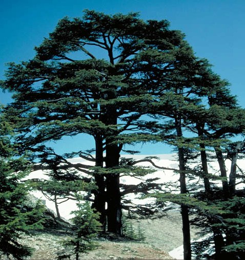Horsh Arz el-Rab (or Forest of the Cedars of God), World Heritage cultural landscape in Lebanon
