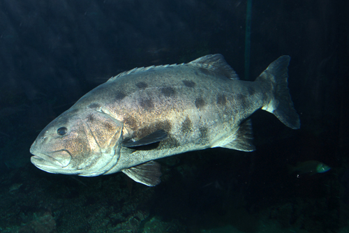 Giant Sea Bass (Stereolepis gigas)