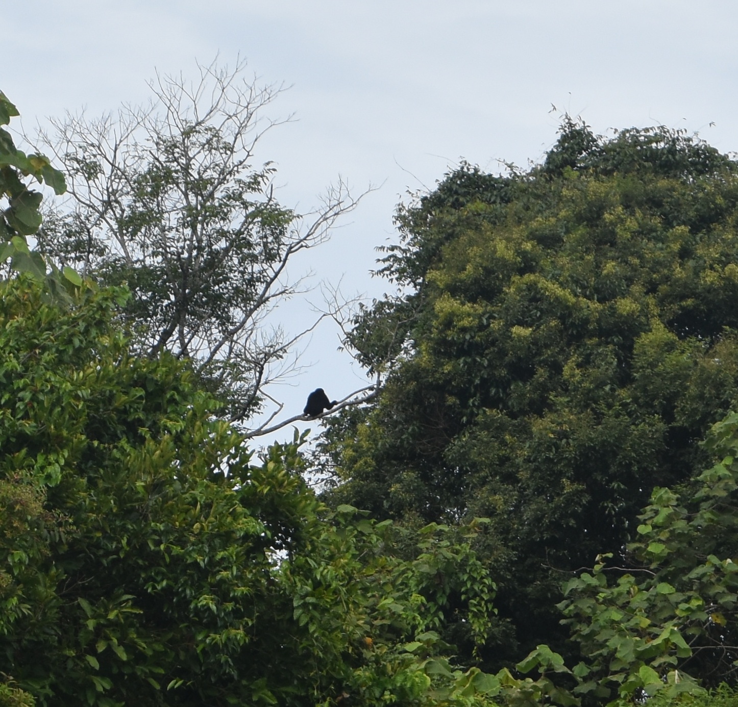 Gibbon at Khao Yai National Park, Thailand