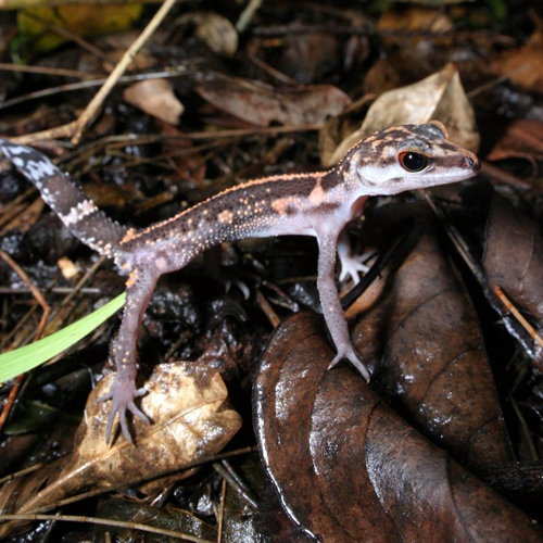 Kuroiwa's Ground Gecko (Goniurosaurus kuroiwae)