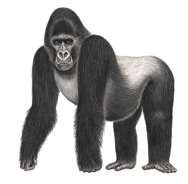 Grauer’s gorilla (Gorilla beringei graueri) DRC