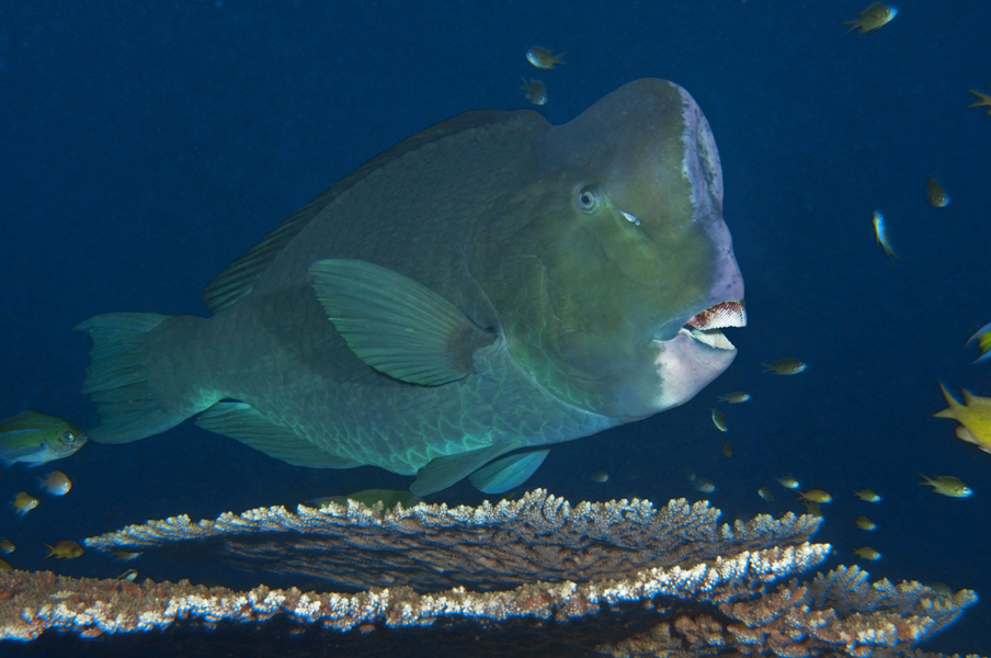 Green Humphead Parrotfish (Bolbometopon muricatum)