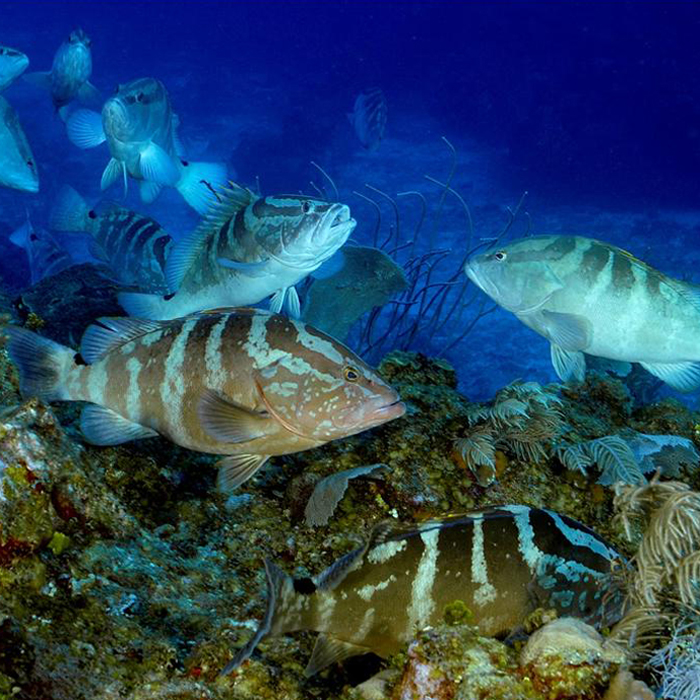 The Nassau grouper (Epinephelus striatus) once formed numerous, immense spawning groups. However, heavy fishing has reduced these spawning groups and overall population numbers to critically low values.