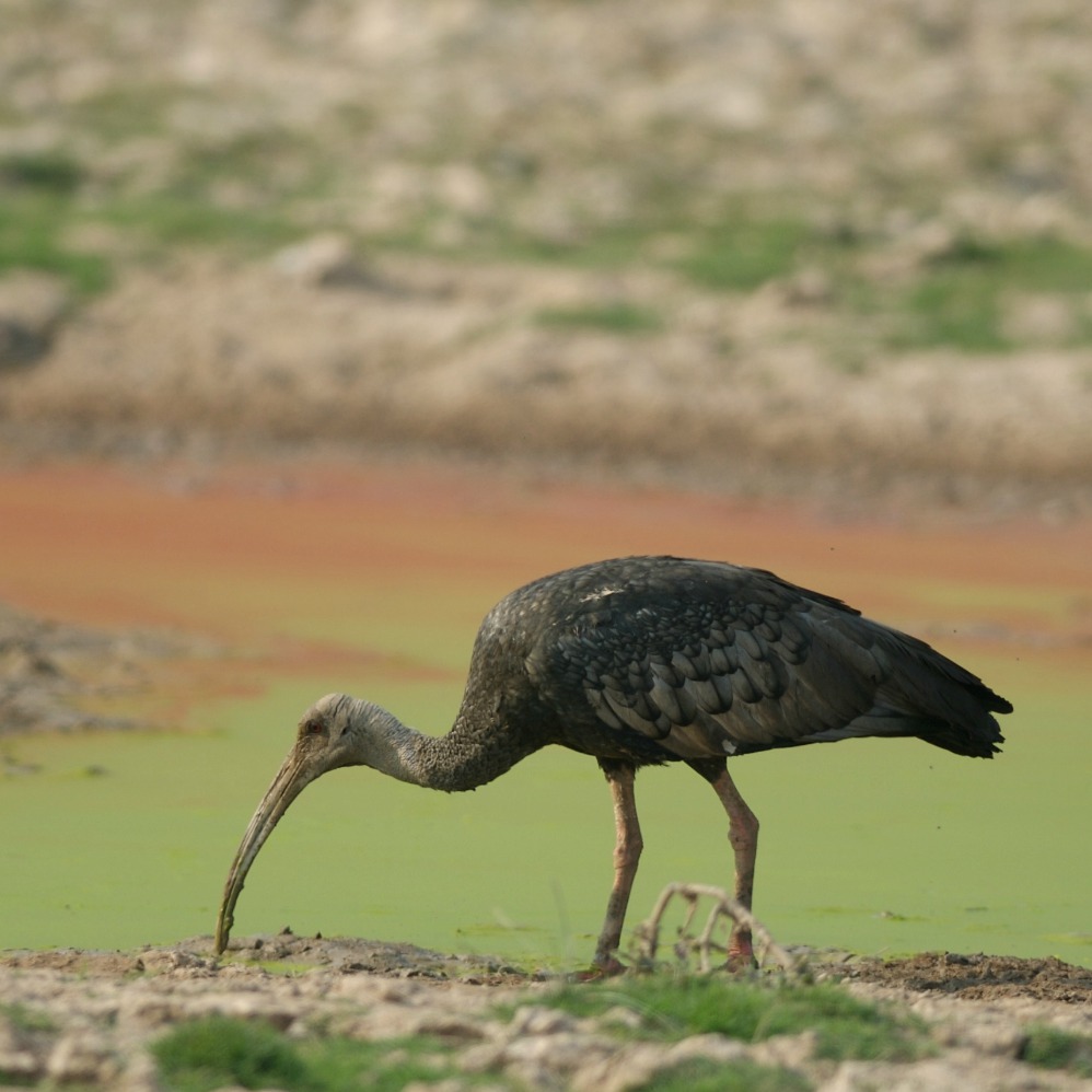 Giant ibis