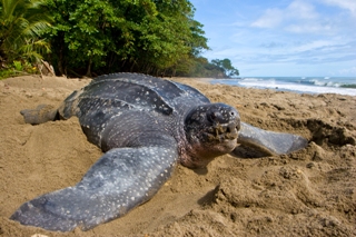 Leatherback Turtle Trinidad