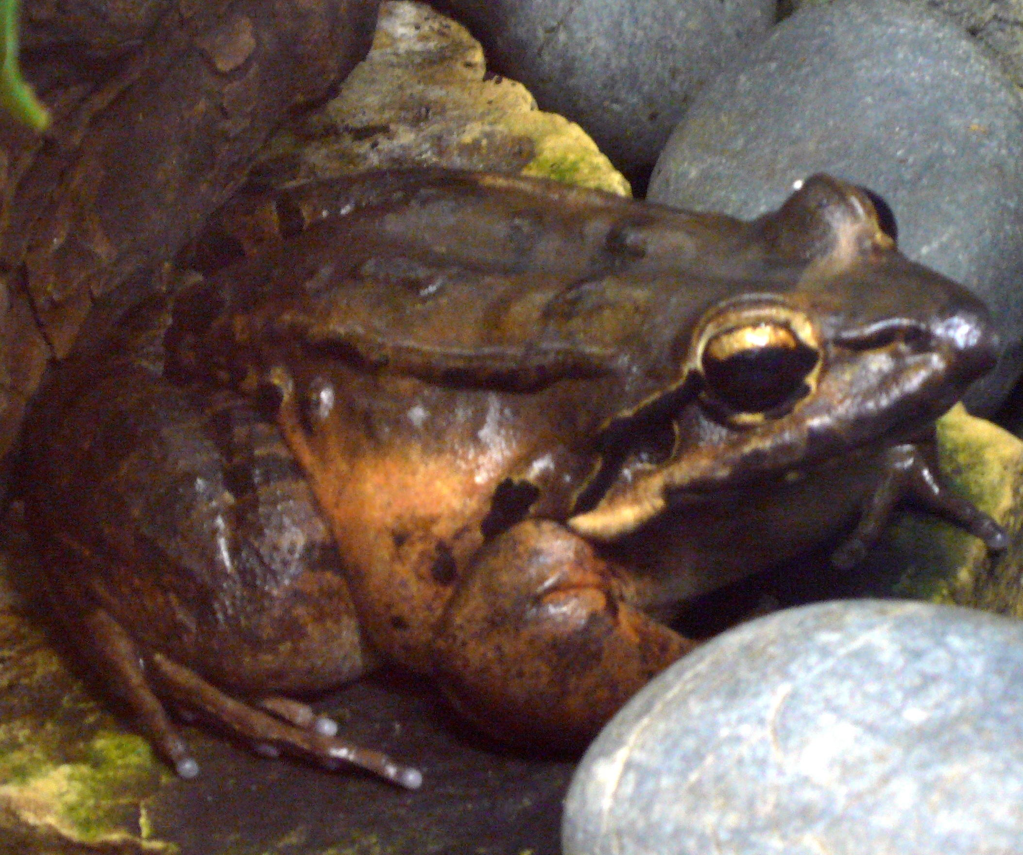 The island of Monstserrat is home to a remarkable giant amphibian, the  'Mountain Chicken' (Leptodactylus fallax). It is the second largest species of frog in the world.