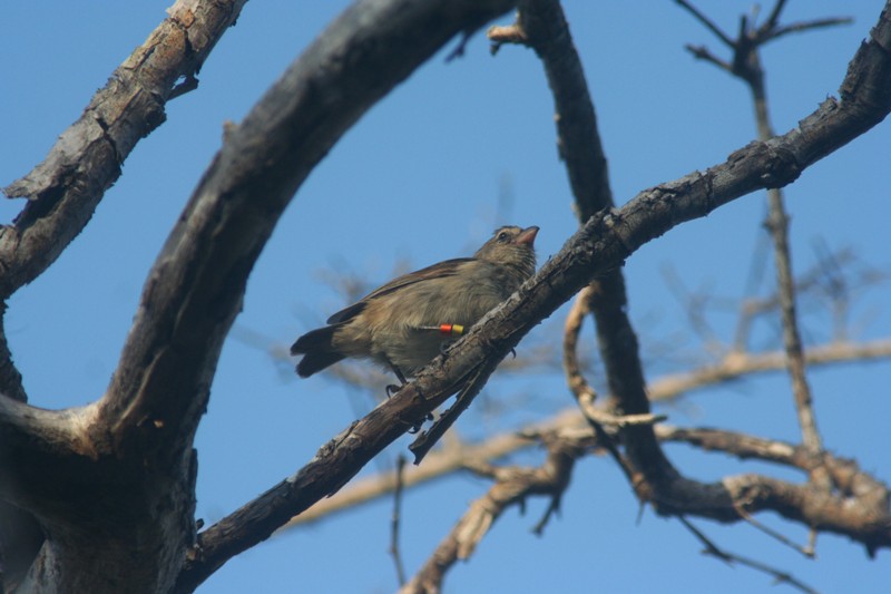Mangrove Finch chick
