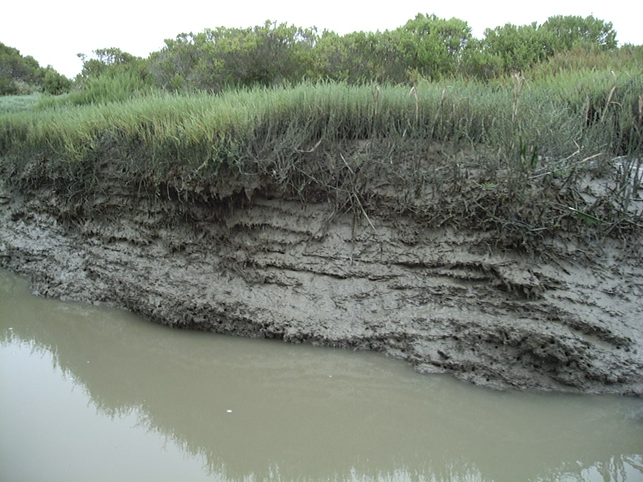 Marsh soils