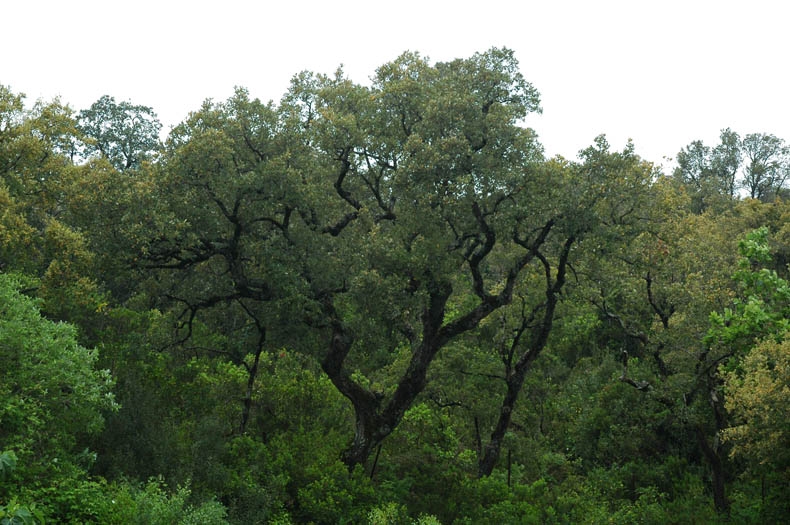 Oak forest in Djebel Khroufa North West Tunisia