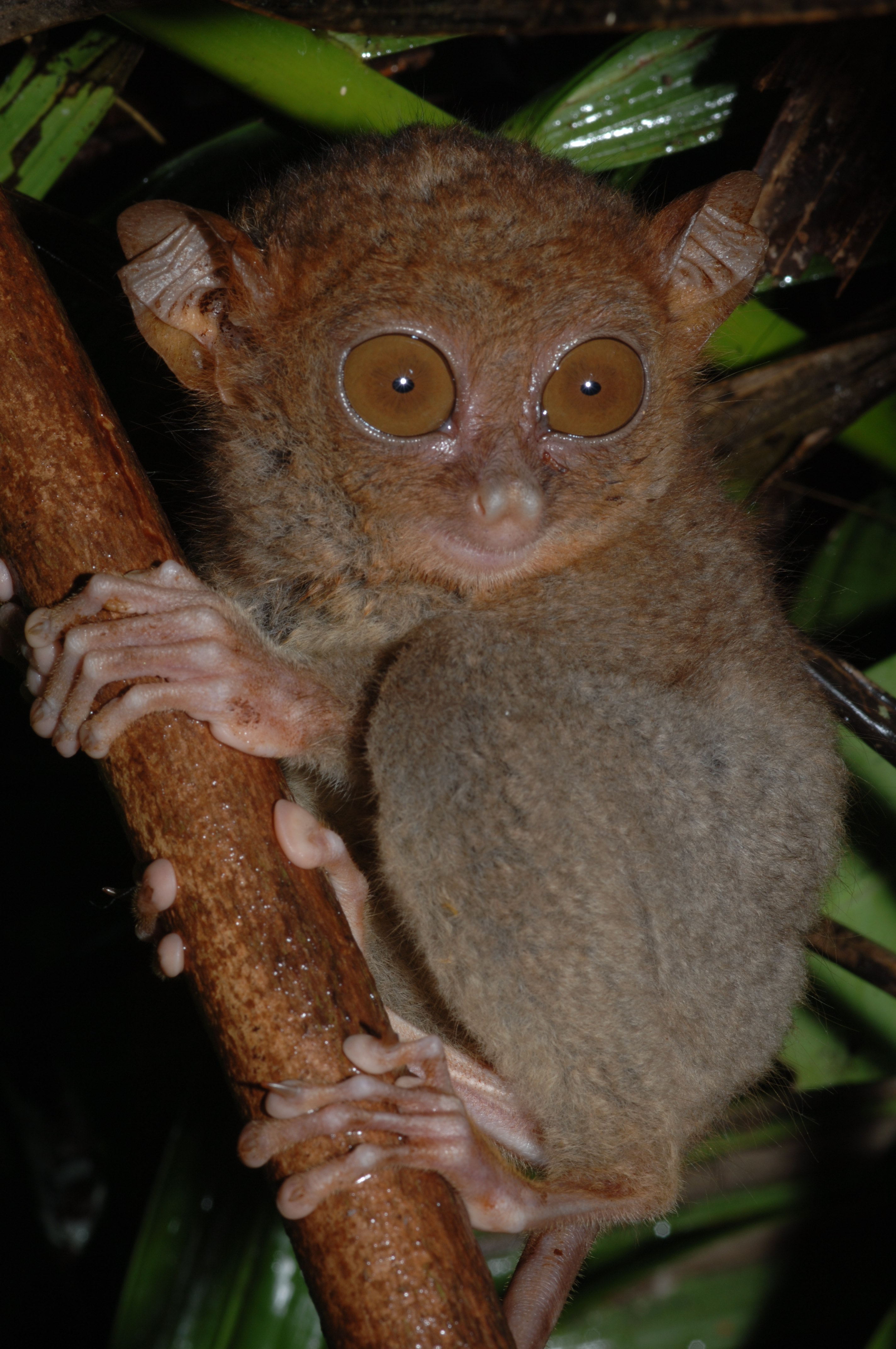 Philippine tarsier