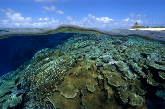 Coral reefs are a key weapon in the armory against climate change, helping to buffer coastlines from storms and acting as havens for biodiversity but they are being degraded by ocean acidification.
