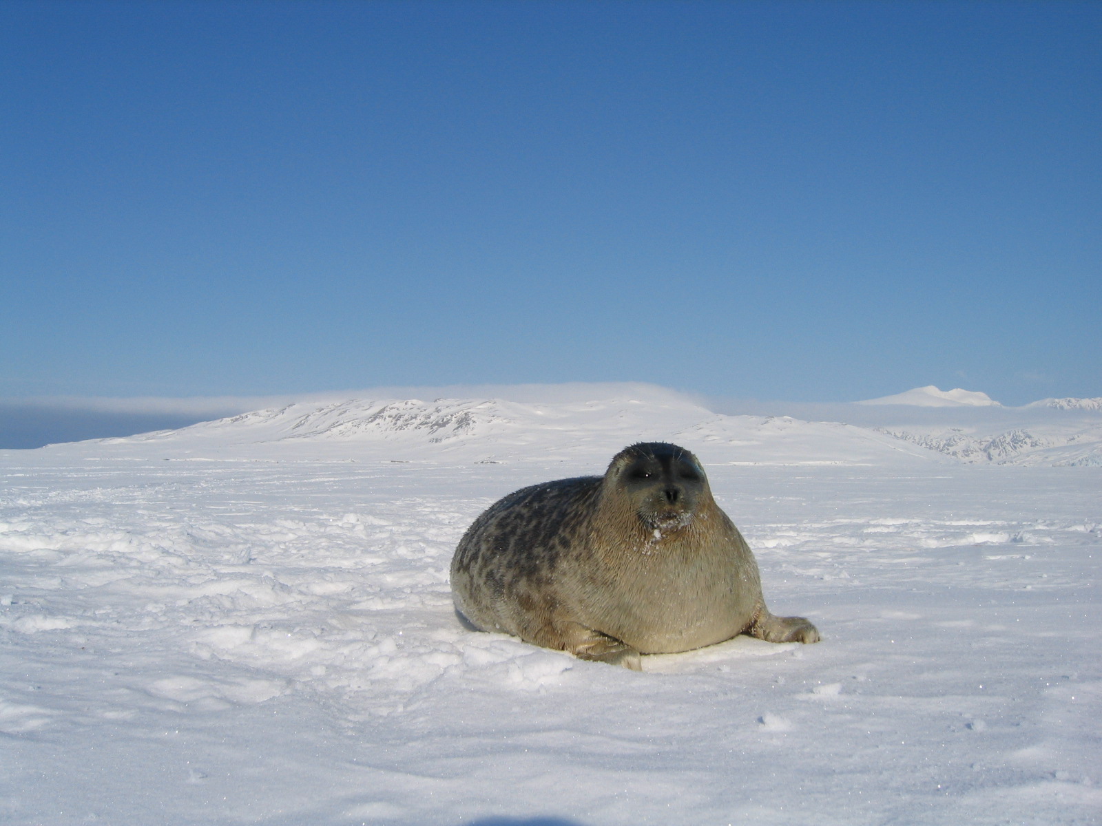 Ringed Seal in May 2003