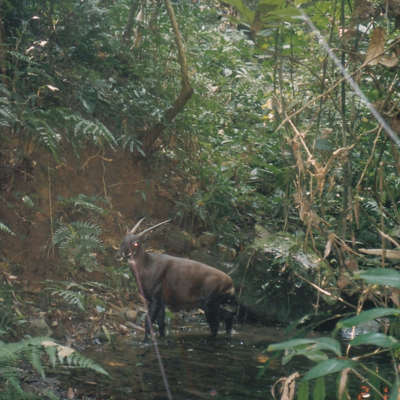 Wild Saola camera-trapped in Bolikhamxay Province, central Laos in 1999.