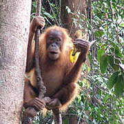 Sumatran orangutan in Tropical Rainforest Heritage of Sumatra, Indonesia