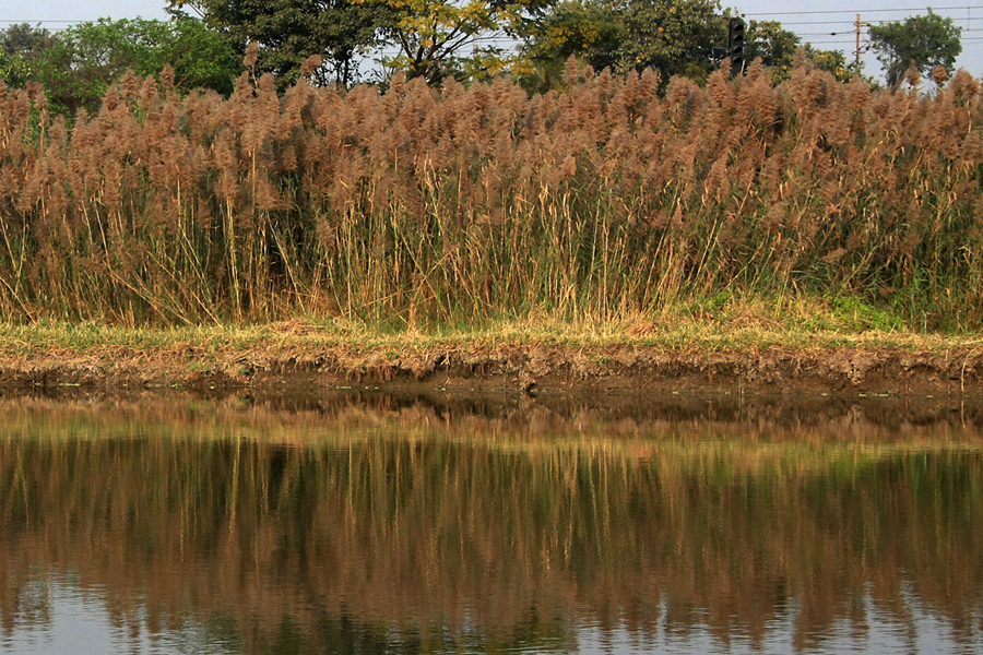 Threatened Reedbed in West Bengal, India