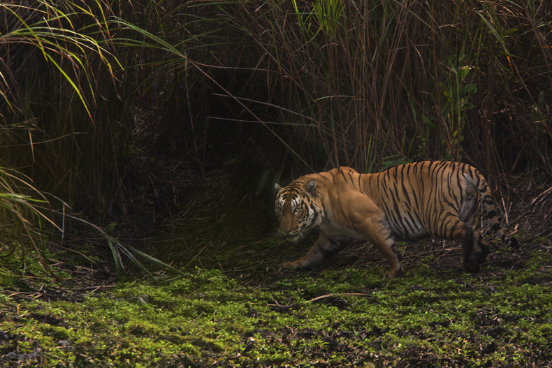A tiger in the Kaziranga national park