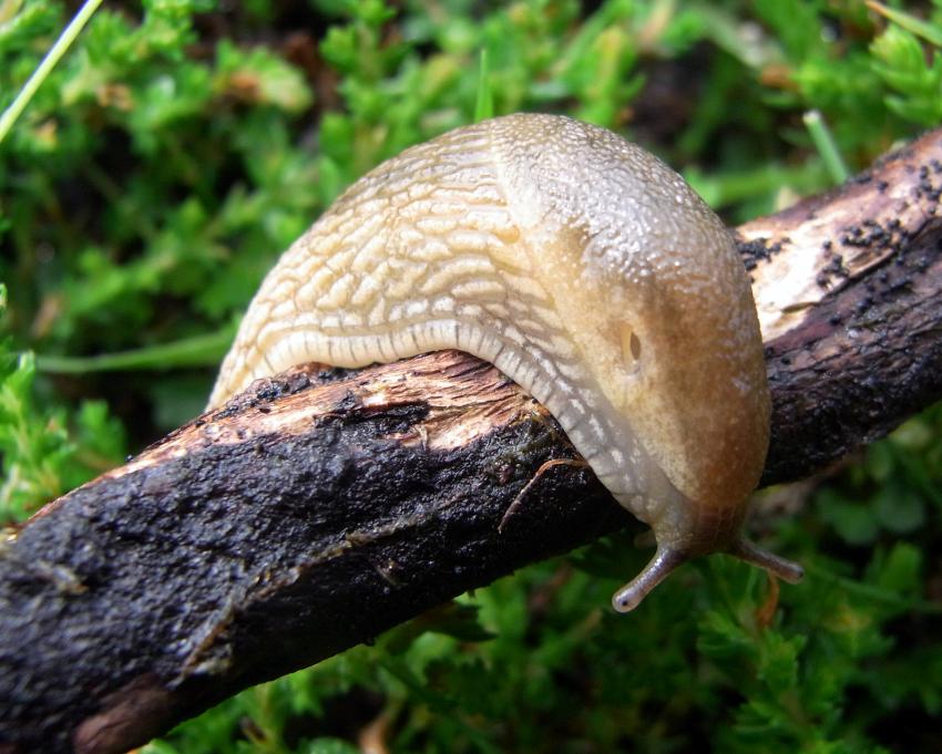 Arion subfuscus, a dusky slug