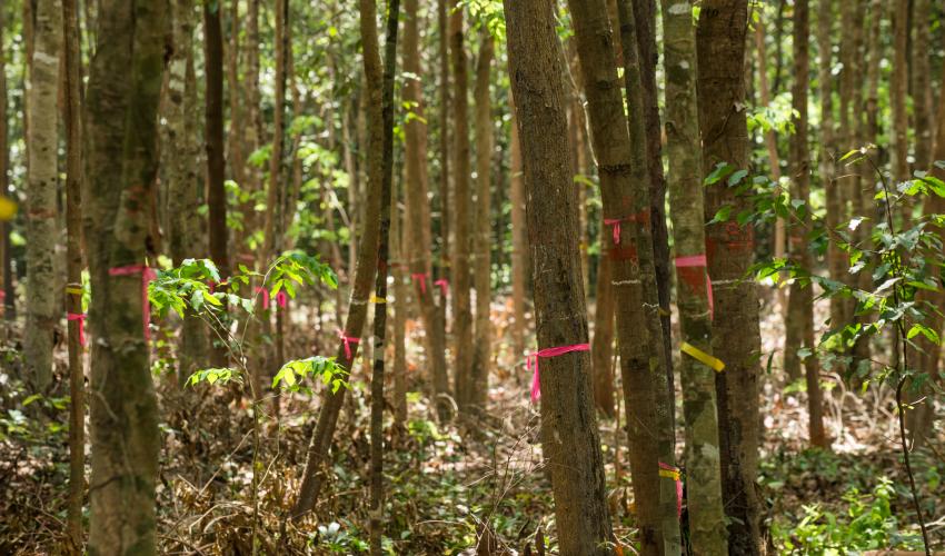 The growth of trees is monitored in a regenerating community forest in Siem Reap Province