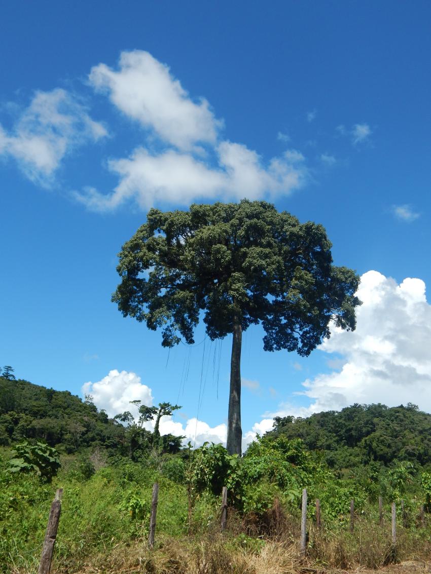 Ceiba tree in Chiapas, Mexico