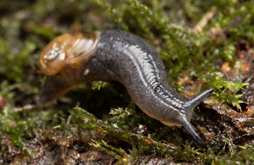 Daudebardia rufa, an Alsation semi-slug