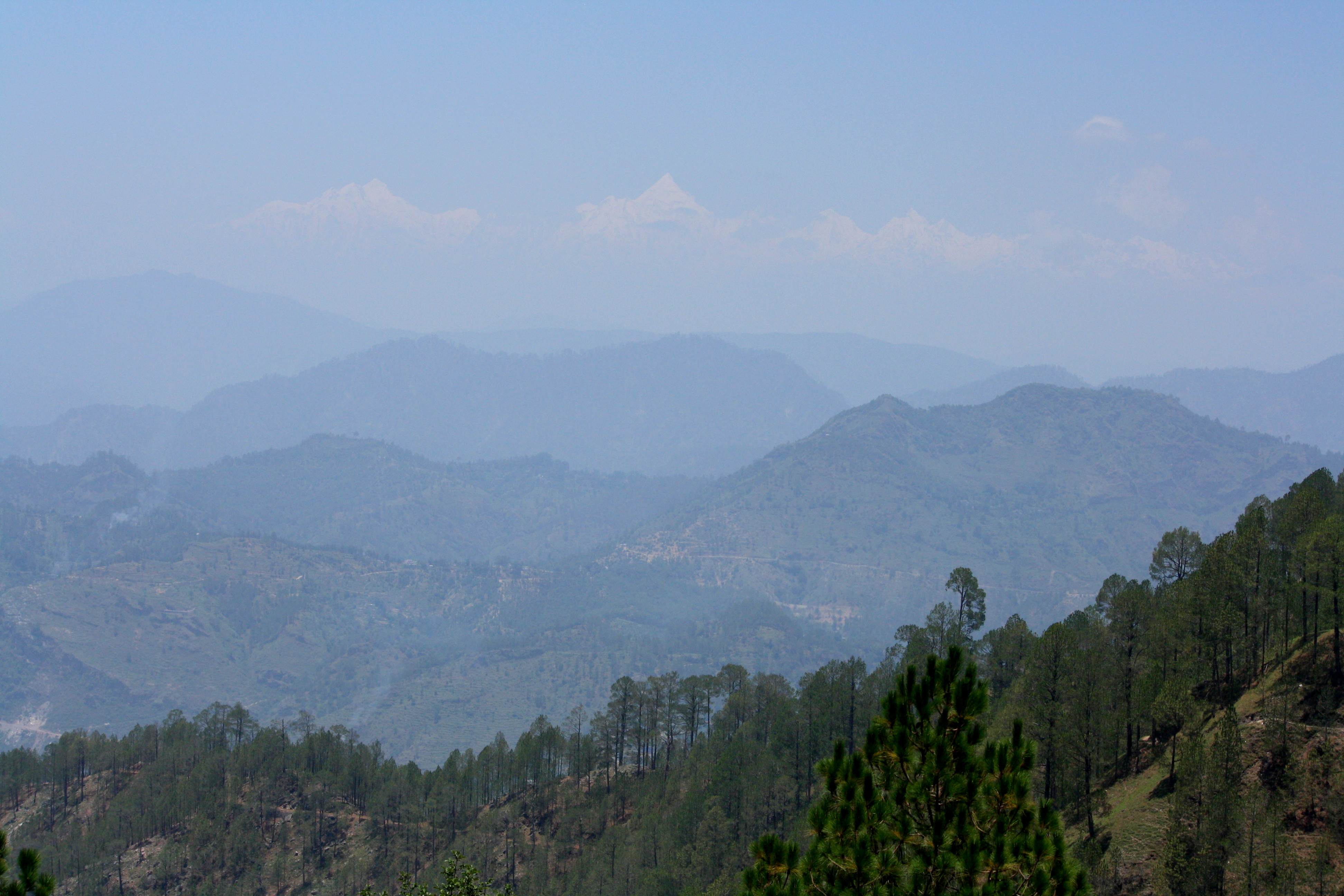 Forest landscape in Pithoragarh, Uttarakhand