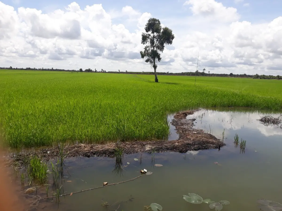 Floating rice in Long An Province