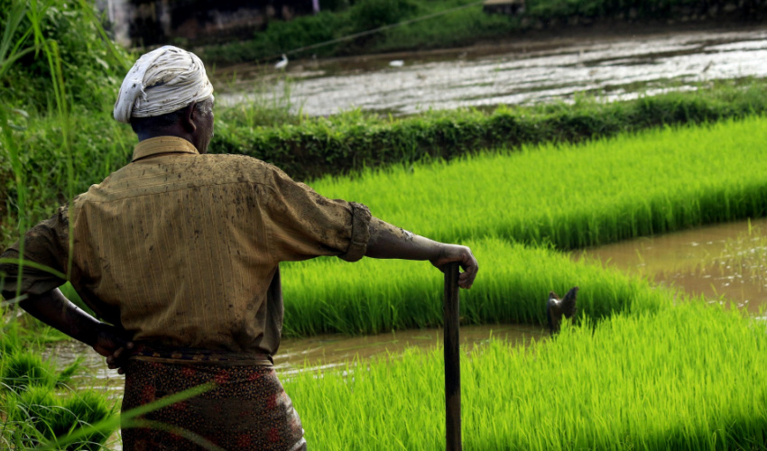 A farmer in Kerala, India surveys the rice field (c) nandhukumar