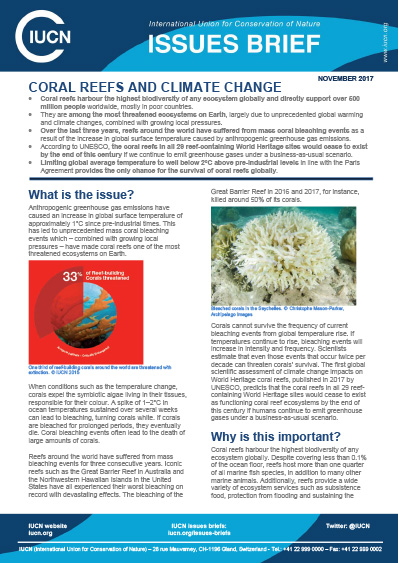 Как глобальное потепление способствует обесцвечиванию кораллов
