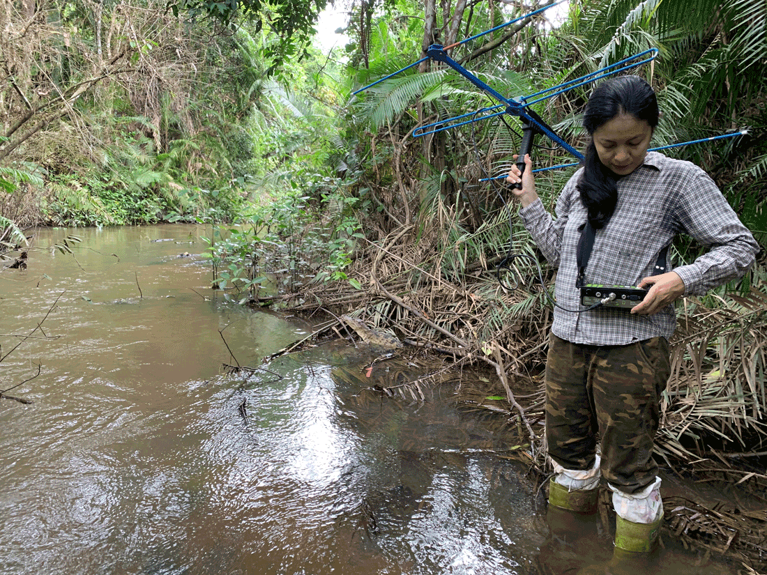 Siamensis crocodile (Crocodylus siamensis) radio tracking, Thailand