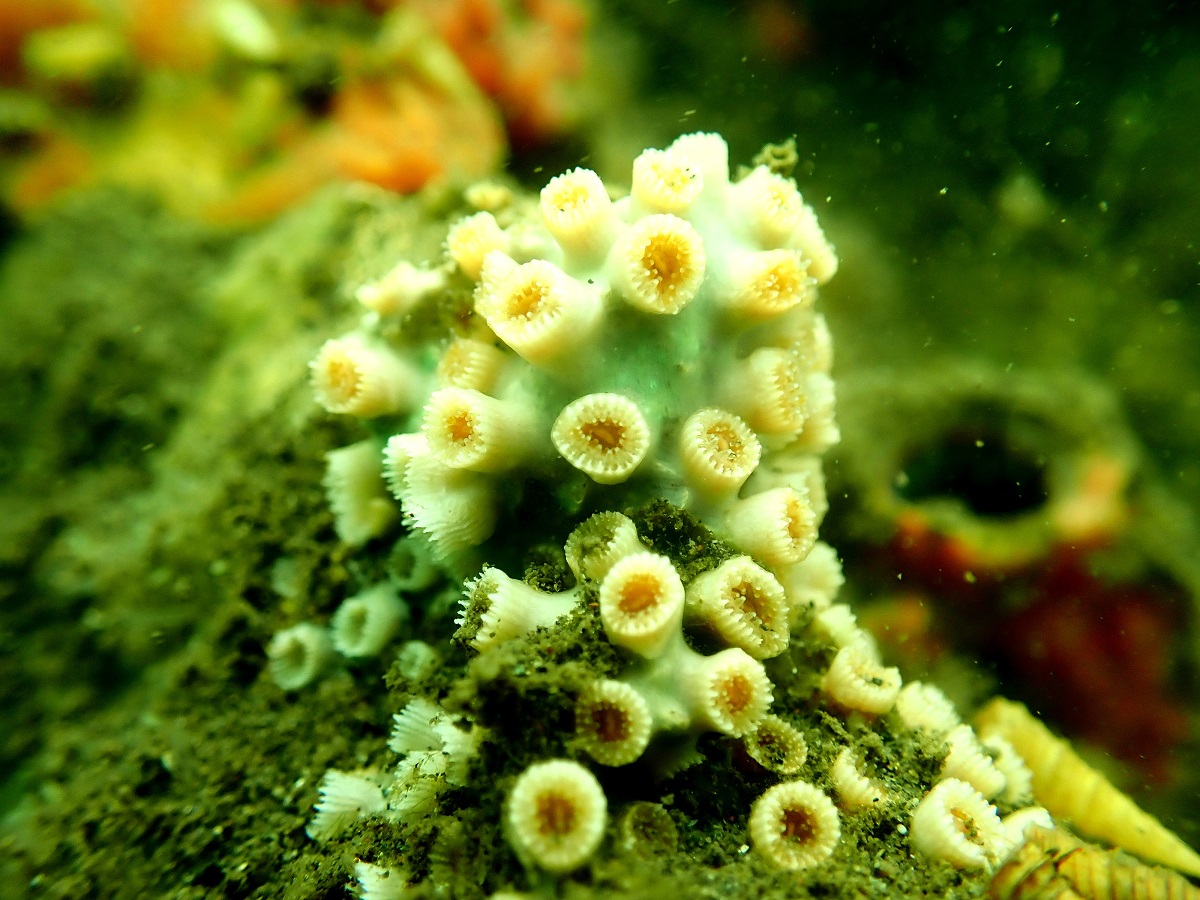 Registro de especie de coral duro para El Salvador, no registrado para el país, identificada en el sitio Ramsar Complejo Barra de Santiago