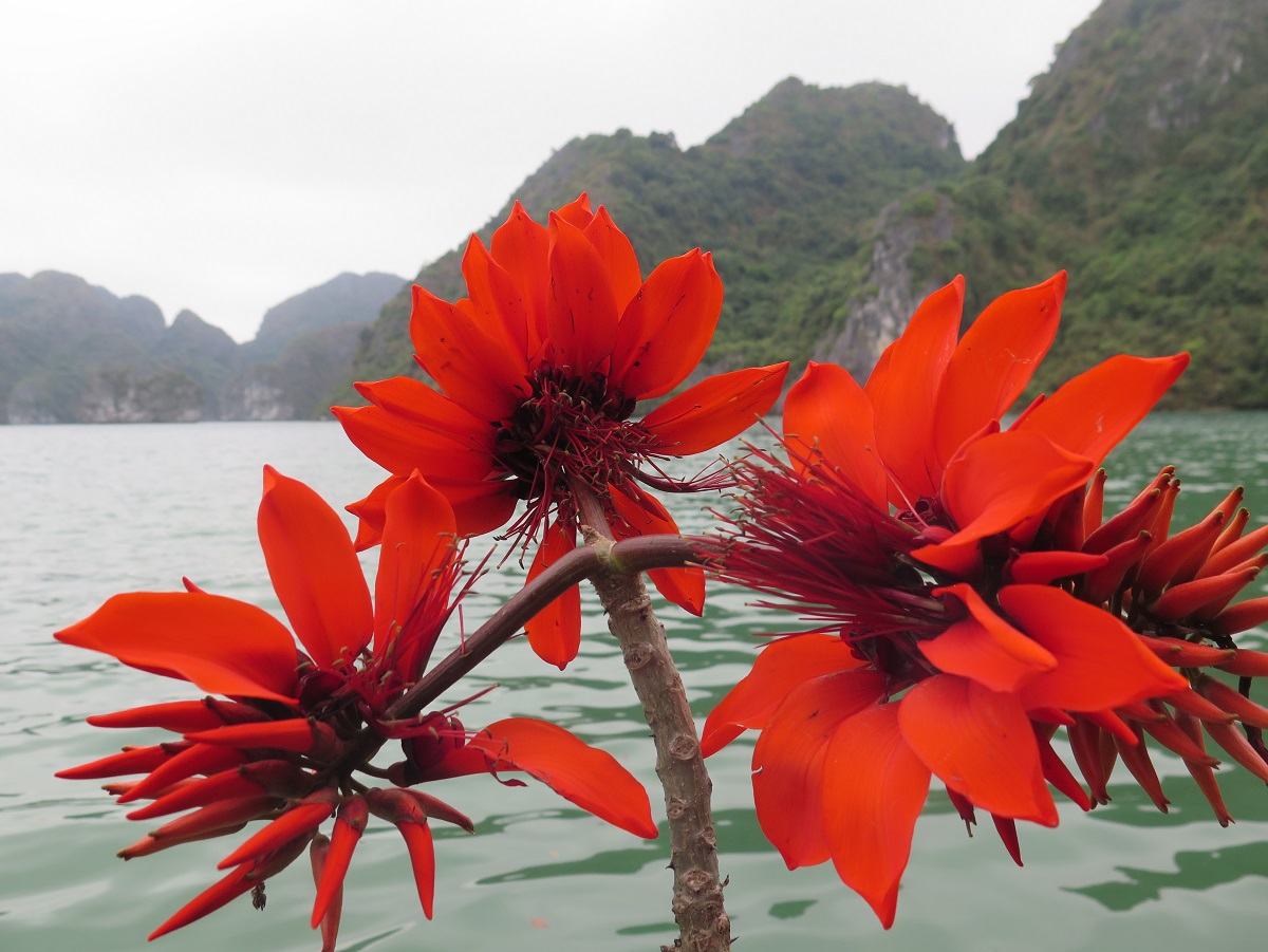  Indian Coral Trees in Cat Ba Archipelago 
