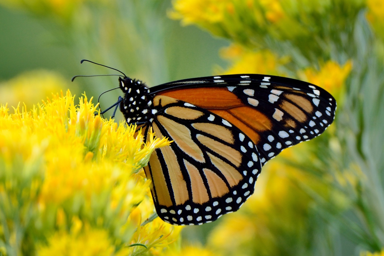 Migratory monarch butterfly now Endangered - IUCN Red List - Press ...