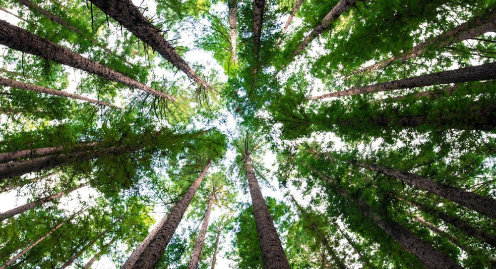 Intact forests contain massive amounts of carbon, equivalent to about 11 years’ worth of human-related emissions