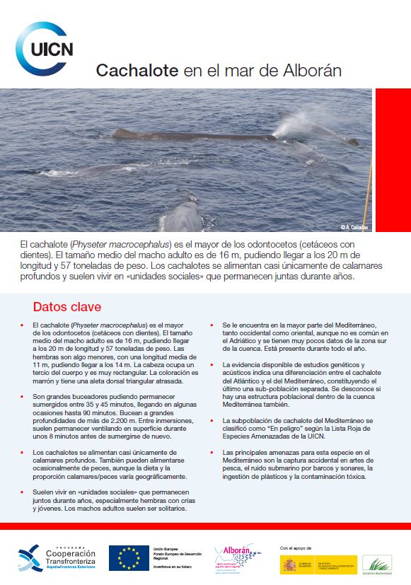 Cachalote en el mar de Alborán - resource | IUCN
