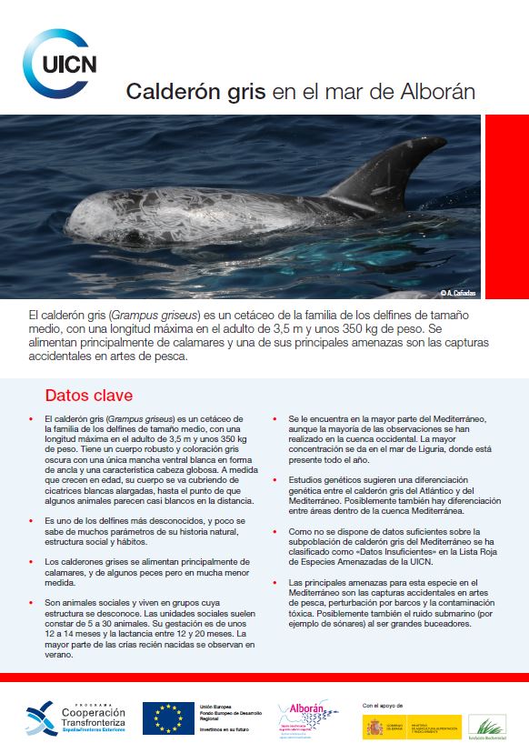 Calderón gris en el mar de Alborán - resource | IUCN