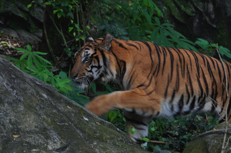 The future of Panthera tigris in Thailand and globally - Story | IUCN