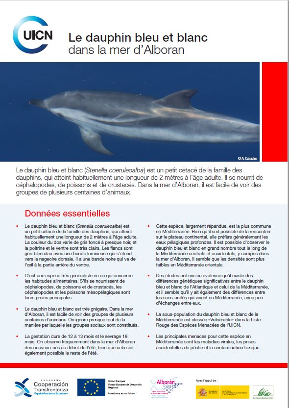 Le dauphin bleu et blanc dans la mer d'Alboran - resource
