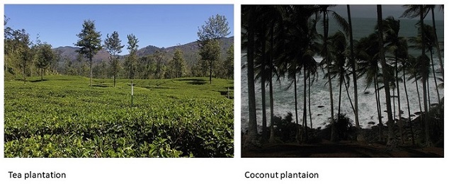 coconut-and-tea-plantations