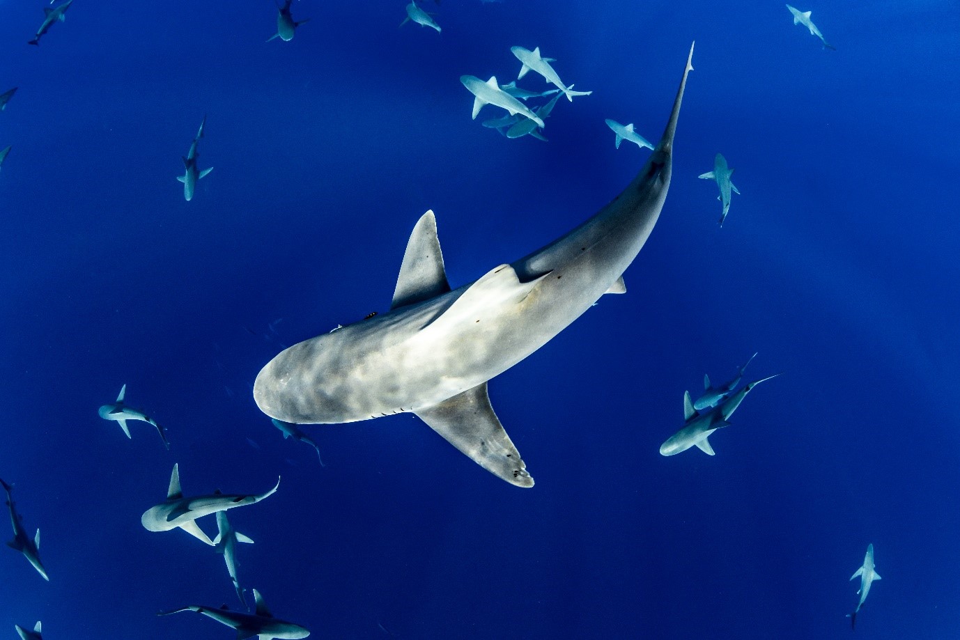 Shark pack in blue ocean