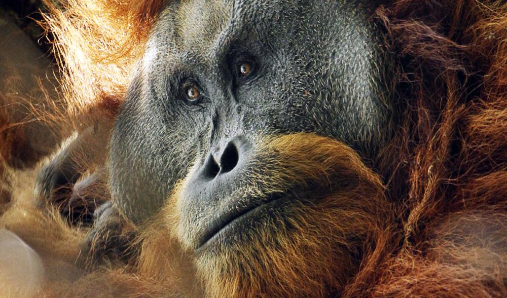 Is this our chance save the world's great ape? - Crossroads blog | IUCN