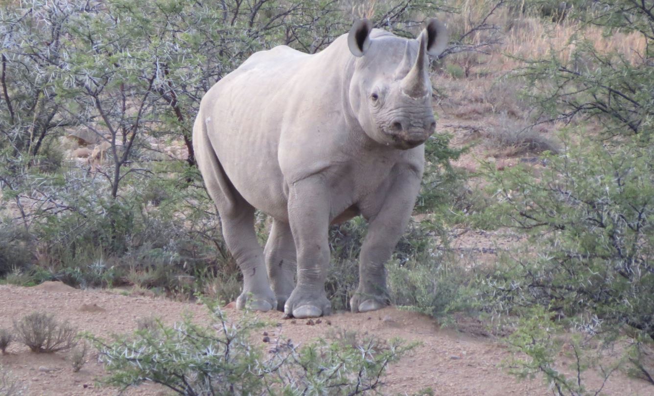 Critically Endangered Black Rhino, Diceros bicornis, young bull